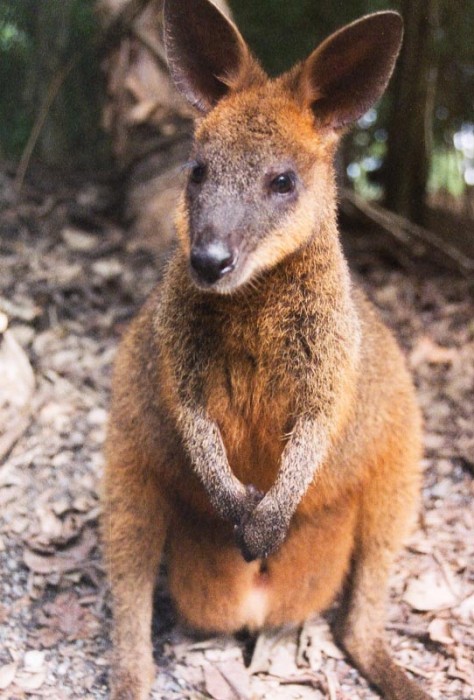 Wallaby in Australia