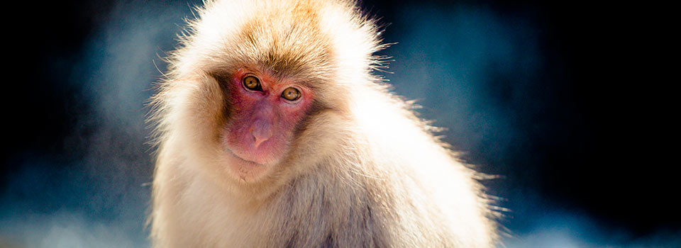 Snow Monkey - Yudanaka, Japan