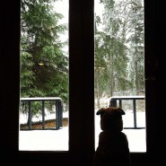Dog watching it snow in Alaska (Photo: Kim Olson)