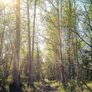 Spring in Alaska, trees growing leaves PHOTO: Kim Olson