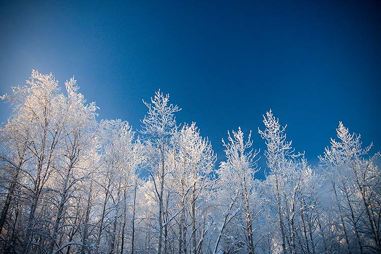 Snowy Trees + Blue Sky - Anchorage, Alaska