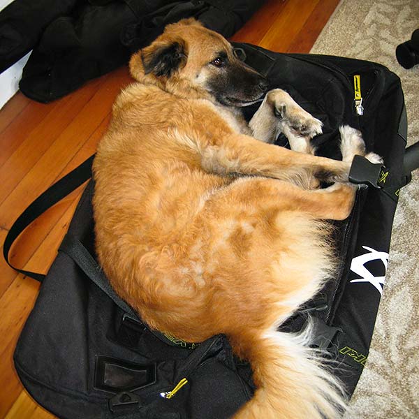 Nani making our suitcase her bed Nani making our suitcase her bed