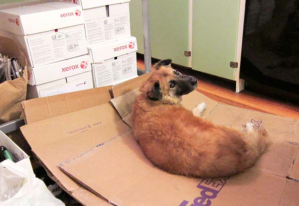 Nani on moving boxes Nani on moving boxes